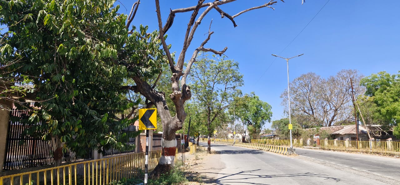 मुख्य मार्गावरील वाळलेली झाडे काढून टाकण्यासाठी उपविभागिय अभियंता यांना निवेदन….